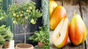 Cultivar peras en una maceta paso a paso Sembrar peras en una jardín, campo o chacra es lo mismo que sembrarlo en una maceta. LO único que cambia es 