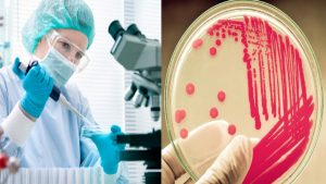 Bacterias Creadoras de Insulina La biotecnología ha encontrado la manera de cambiar la perspectiva que tenemos con relaciona a las bacterias.