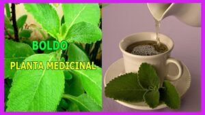¿Qué usos le podemos dar al boldo una planta medicinal? Esta planta medicinal es usada en todo es mundo gracias a sus poderoso beneficios 