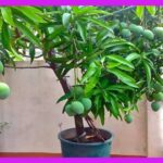Sembrar mangos en casa – Beneficios y Propiedades
